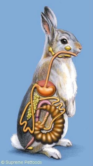 Illustration of the rabbit gastrointestinal tract