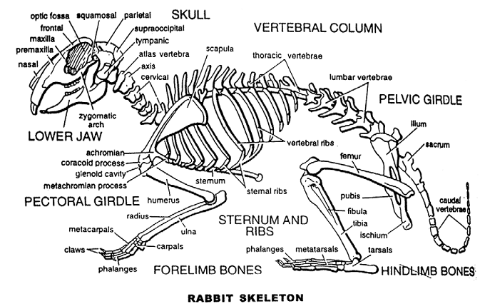 image of rabbit skeleton 