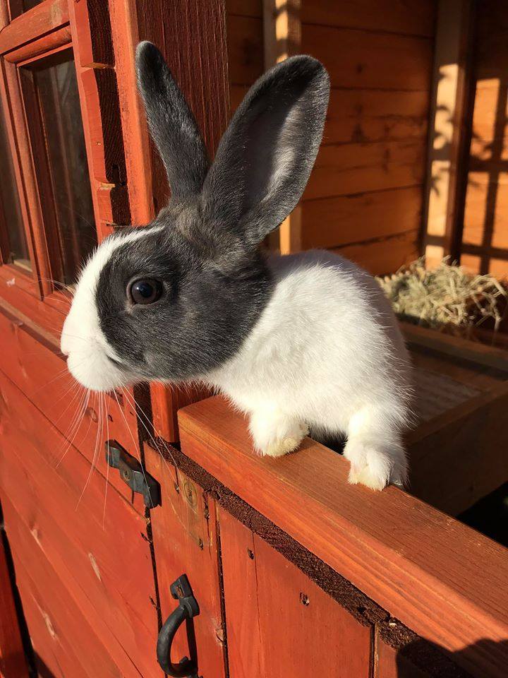 Dutch rabbit looking out of its cabin at Redbeck