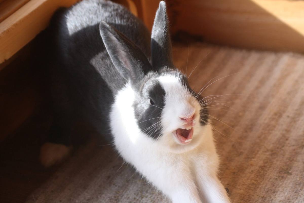 Dutch rabbit yawning in its room