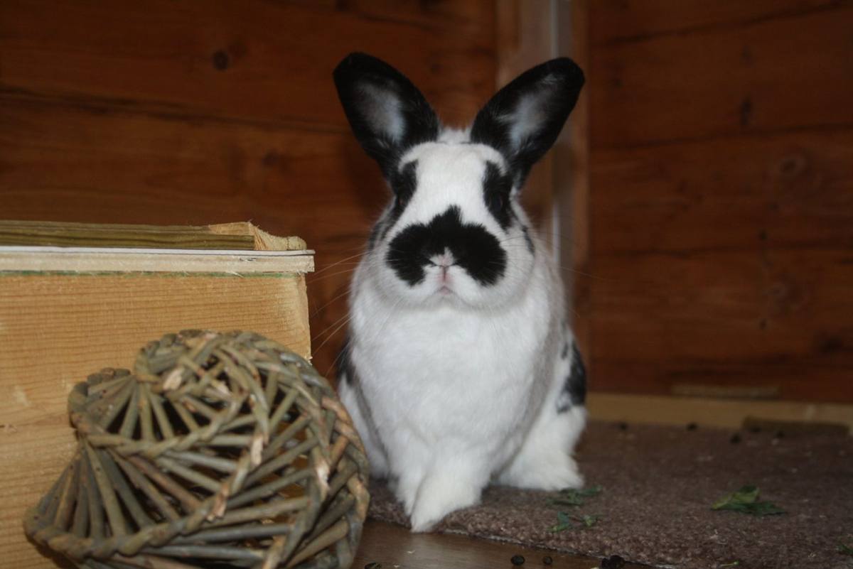 Black and white rabbit in its room with toys