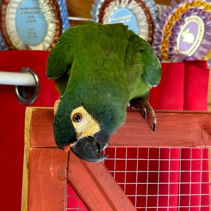 Green parrot boarding at Redbeck