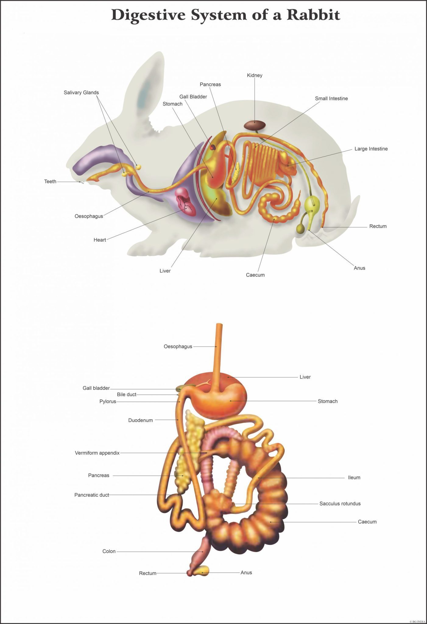 Diagram of the rabbit digestive system