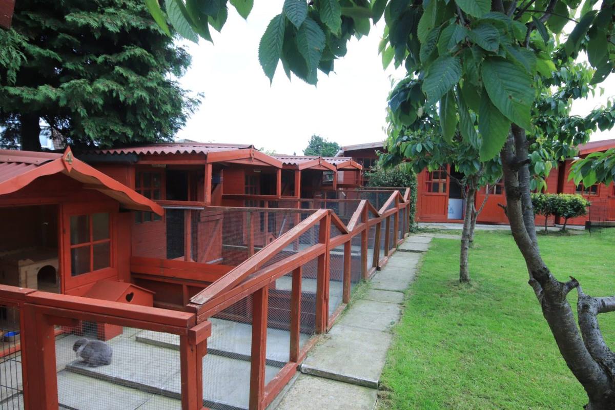 The Cottages with their outdoor runs