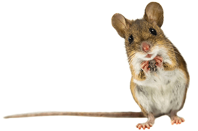Mouse illustration for small pet boarding