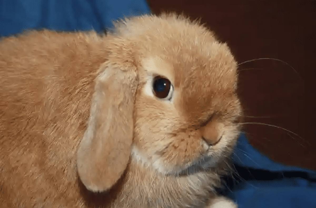 Close up of a young orange rabbit