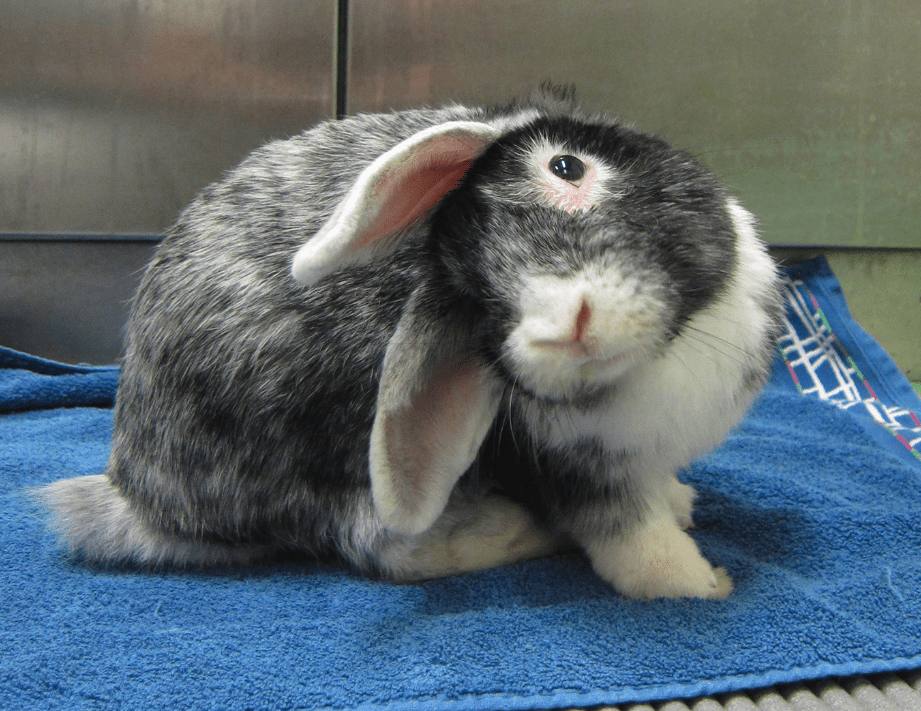 Rabbit with head tilt caused by E. cuniculi
