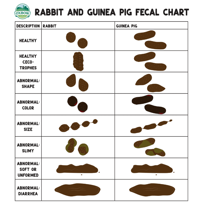 Rabbit and guinea pig faecal chart