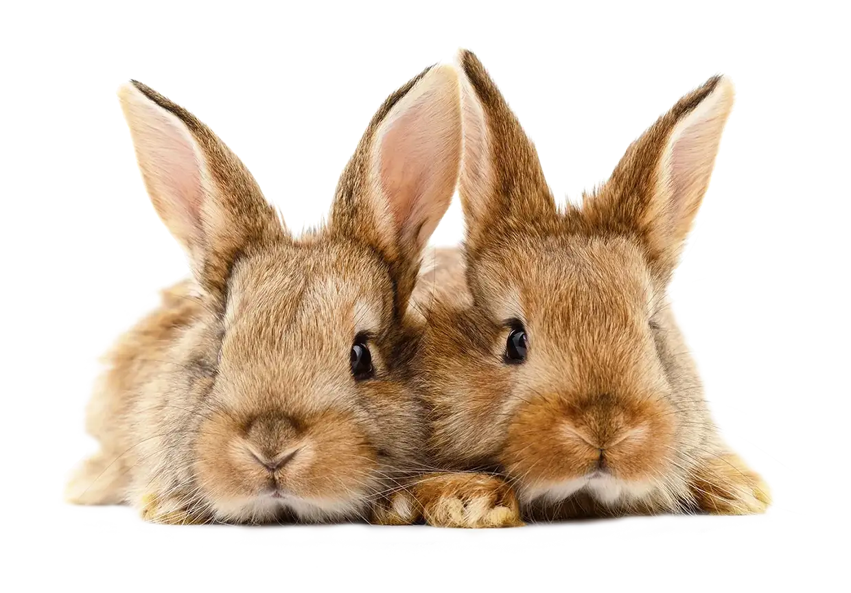Two young rabbits side by side